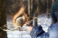 Squirrel in winter forest Royalty Free Stock Photo