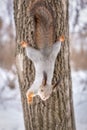 Squirrel in winter hangs on a tree upside down Royalty Free Stock Photo