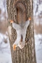 Squirrel in winter hangs on a tree upside down