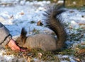 An unrecognizable boy is fedding squirrel pine nuts from the hand in a winter park. Royalty Free Stock Photo