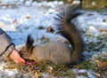 An unrecognizable boy is fedding squirrel pine nuts from the hand in a winter park.