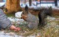 An unrecognizable boy is fedding squirrel pine nuts from the hand in a winter park.