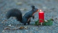 Squirrel is wondering about a candle. Royalty Free Stock Photo