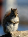 Squirrel on wood Royalty Free Stock Photo