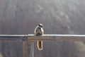 Squirrel on wooden crossbar, closeup