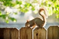 Squirrel on the wooden fence