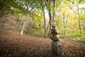 Squirrel wooden sculpture in the Sentiero delle sculture, Varese, Italy.