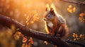 Stunning Red Squirrel Wallpapers In Autumn With Dreamy Sunlight