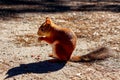 Squirrel in woods eating nuts. Close up. Royalty Free Stock Photo