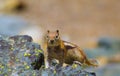 Squirrel in yellowstone national park