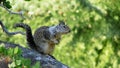 Squirrel, Yosemite National Park.