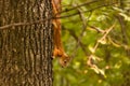 Squirrel young brown orange sitting on a tree trunk close-up looking for food on a blurred background forest background postcard w Royalty Free Stock Photo