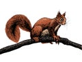 Hand drawn squirrel on a branch