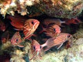 Squirrelfish Royalty Free Stock Photo