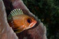 Squirrelfish Royalty Free Stock Photo