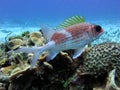 Squirrelfish Royalty Free Stock Photo