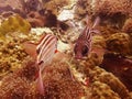 Squirrelfish, Koh Tao Royalty Free Stock Photo