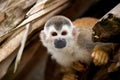 Squirrelmonkey Royalty Free Stock Photo