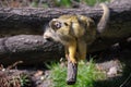 Squirrelmonkey Royalty Free Stock Photo