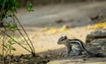 A squirrelon the soil in the garden Royalty Free Stock Photo