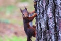 Nice squirrel climbing a pine