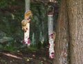 Squirrels ON Bird Feeder