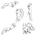 Squirrels in different positions. Pencil sketch by hand