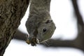 Squirrels eat bananas on high trees in nature.