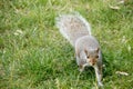 sneak attack, please sir I want some more.. determination, persistence, You go squirrel Royalty Free Stock Photo