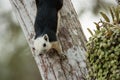 Squirrels are found all over the world. Royalty Free Stock Photo