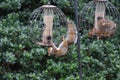 Squirrels invading bird feeders