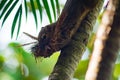 Squirrels are looking for fiber in an areca tree