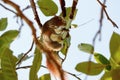 Squirrels are looking for food to munch on the trees.