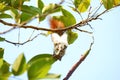 Squirrels are looking for food to munch on the trees.