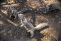 3 Squirrels Royalty Free Stock Photo