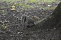 Squirrel - Sciuridae - Nature