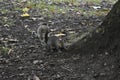 Squirrel - Sciuridae - Nature Royalty Free Stock Photo