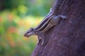 Close-up of a Indian Palm Squirrel or Rodent or also known as the chipmunk standing firmly on the tree trunk in a bokeh background Royalty Free Stock Photo