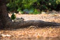 Close-up of a Indian Palm Squirrel or Rodent or also known as the chipmunk sitting firmly on the tree trunk near the ground Royalty Free Stock Photo