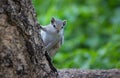 Squirrel in a Peek a Boo pose on the tree trunk Royalty Free Stock Photo