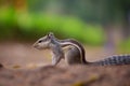 Close-up of a Indian Palm Squirrel or Rodent or also known as the chipmunk sitting on the rock with nice soft beautiful background Royalty Free Stock Photo