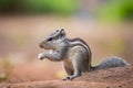 Close-up of a Indian Palm Squirrel or Rodent or also known as the chipmunk sitting on the rock with nice soft beautiful background Royalty Free Stock Photo