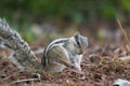 Indian Palm Squirrel or Rodent or also known as the chipmunk sitting on the  ground and scratching Royalty Free Stock Photo