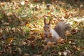 Squirrels in the park eat in nature. Proteins close up. Wild nature. Animals in the parks