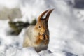 Squirrels in the park eat in winter nature. Proteins close up. Wild nature. Animals in the parks