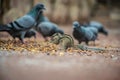 Squirrels and pigeons eat together in jaipur