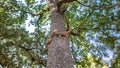 Squirrels running Playing Chase on Oak Tree