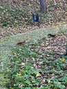 Squirrels playing in the city park.