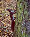 Squirrels playing in the city park.