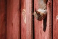 A Squirrels is playing near drey Royalty Free Stock Photo